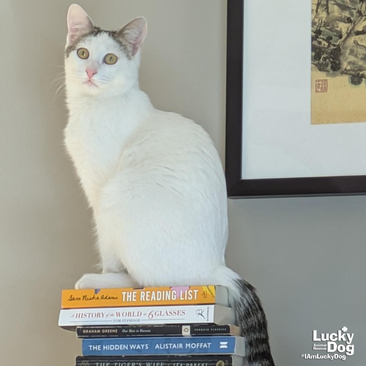 Bittie Casper, a Adoptable Domestic Short Hair in Washington, DC image 2/3