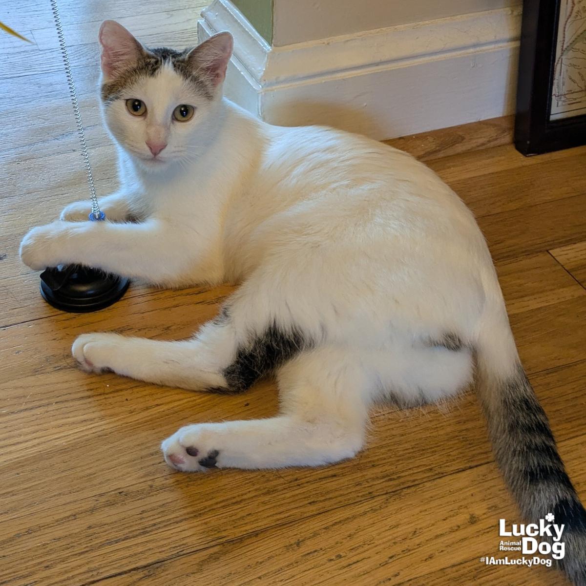 Bittie Casper, a Adoptable Domestic Short Hair in Washington, DC image 3/3