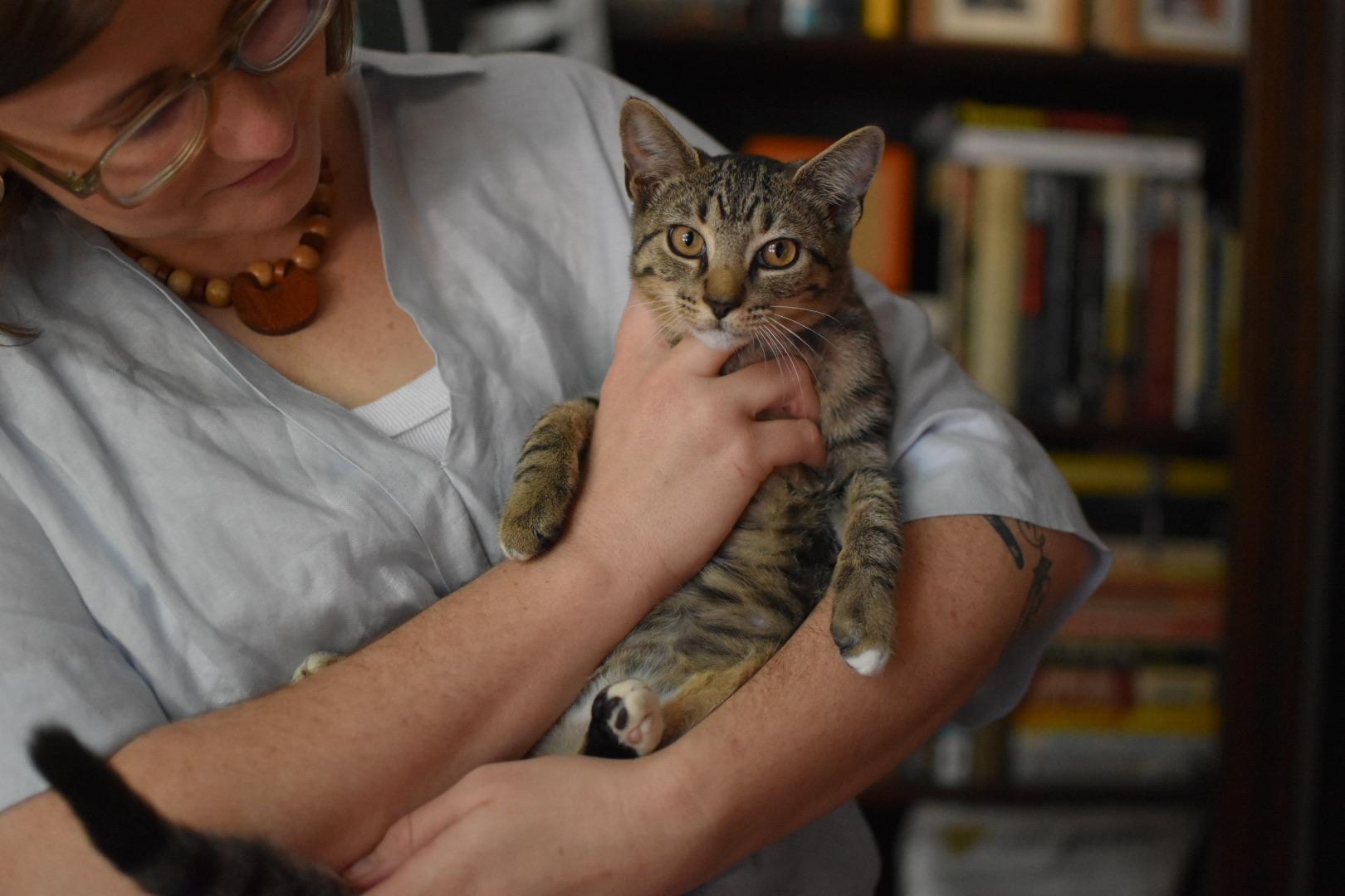 Enlarge Patricia (Widow's Bay), a Adoptable Domestic Short Hair in Avondale Estates, GA image 2/3