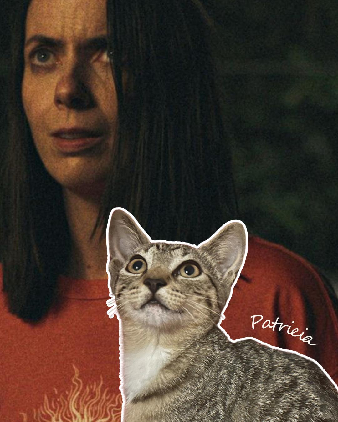 Patricia (Widow's Bay), Adoptable, Kitten Female Domestic Short Hair.