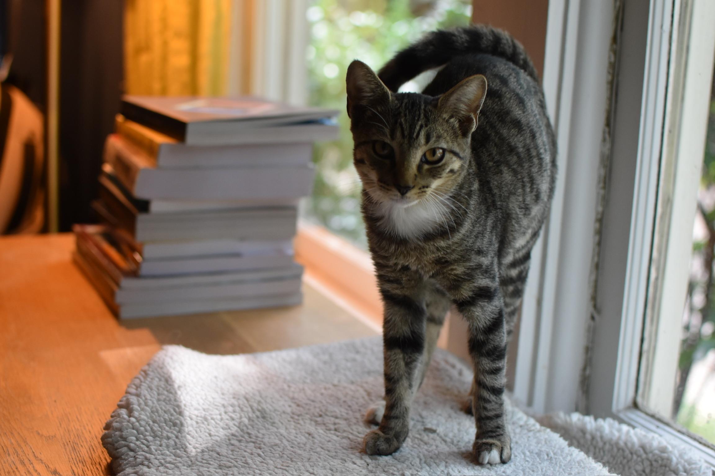 Enlarge Patricia (Widow's Bay), a Adoptable Domestic Short Hair in Avondale Estates, GA image 3/3