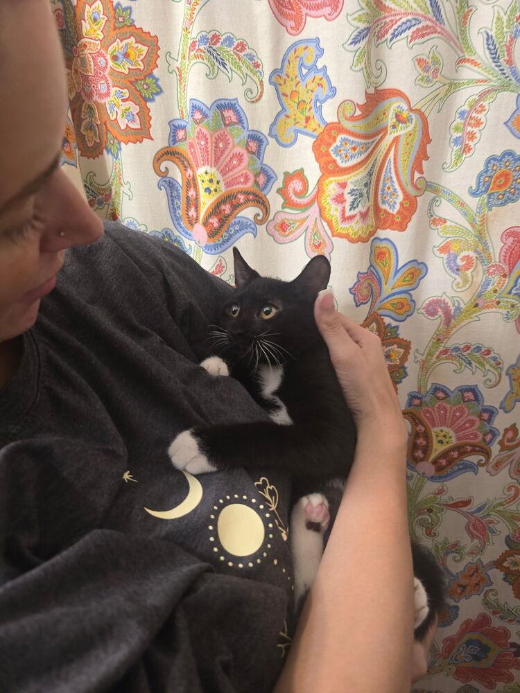 Honey Bee, Adoptable, Kitten Female Domestic Short Hair.
