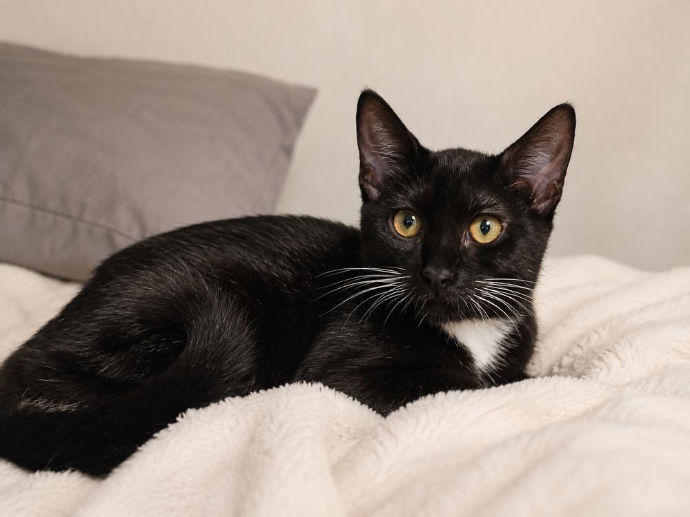 Enlarge Honey Bee, a Adoptable mixed breed in Brandon, FL image 4/5