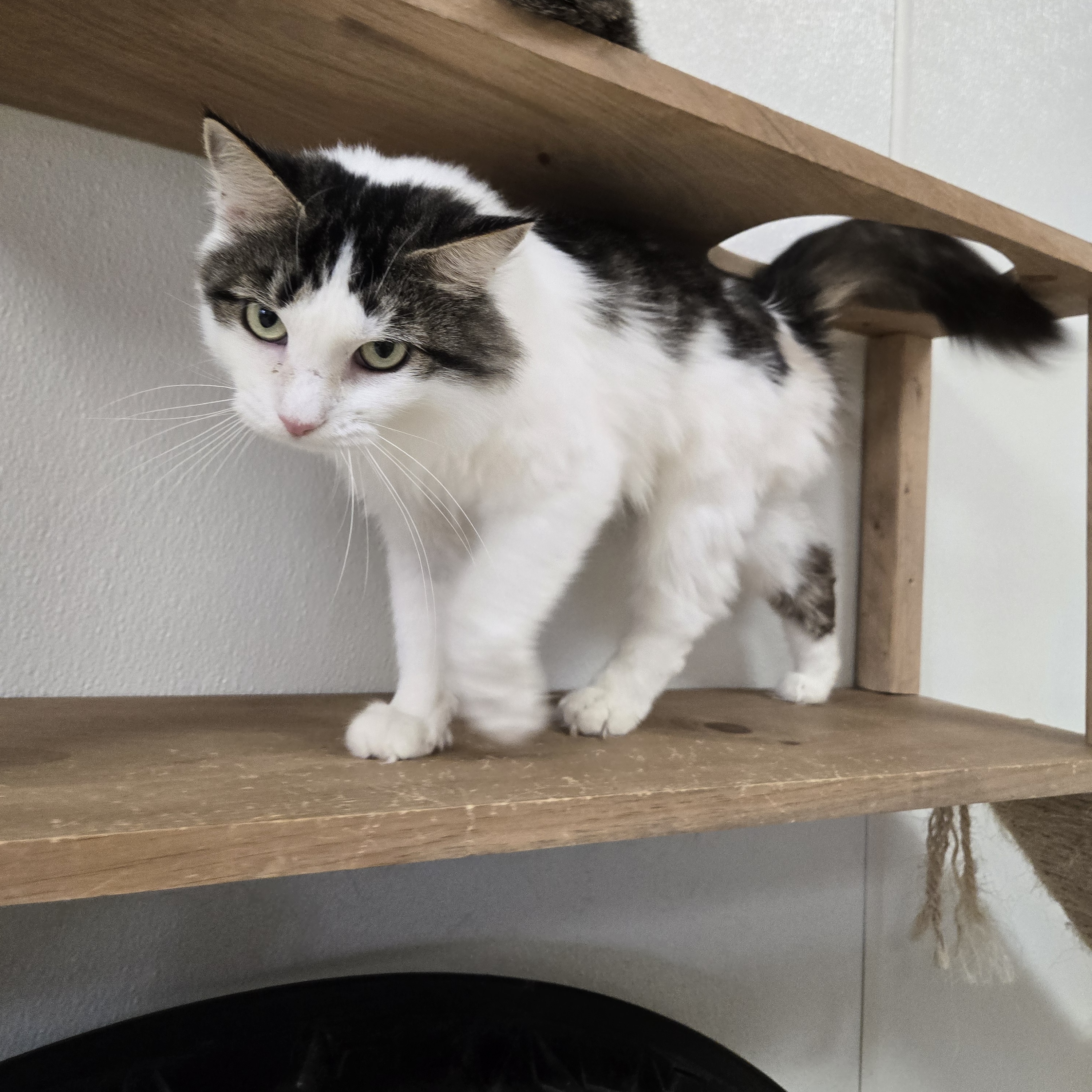 Cat for adoption Rita, a Domestic Medium Hair in Paris, ME Petfinder