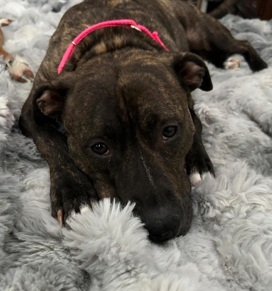 Hazelnut, Adopted, Adult Female Pit Bull Terrier.