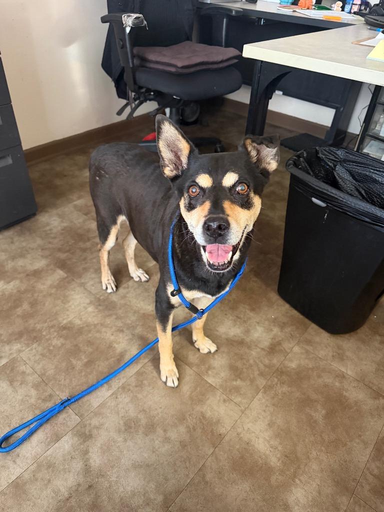 Tinky, ADOPTABLE, Senior • Female, Australian Kelpie.