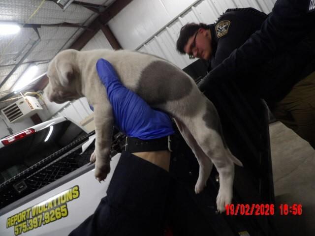 Enlarge lillian, a Adoptable Mixed Breed in Hobbs, NM image 1/4