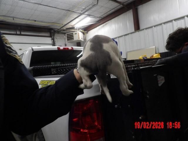 Enlarge lillian, a Adoptable Mixed Breed in Hobbs, NM image 2/4