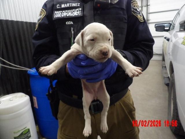 Enlarge lillian, a Adoptable Mixed Breed in Hobbs, NM image 3/4