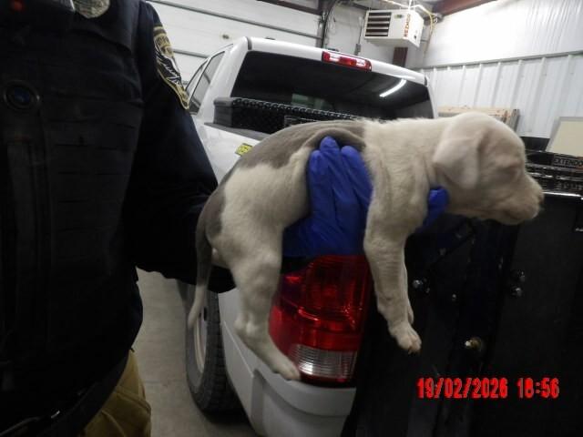 Enlarge lillian, a Adoptable Mixed Breed in Hobbs, NM image 4/4