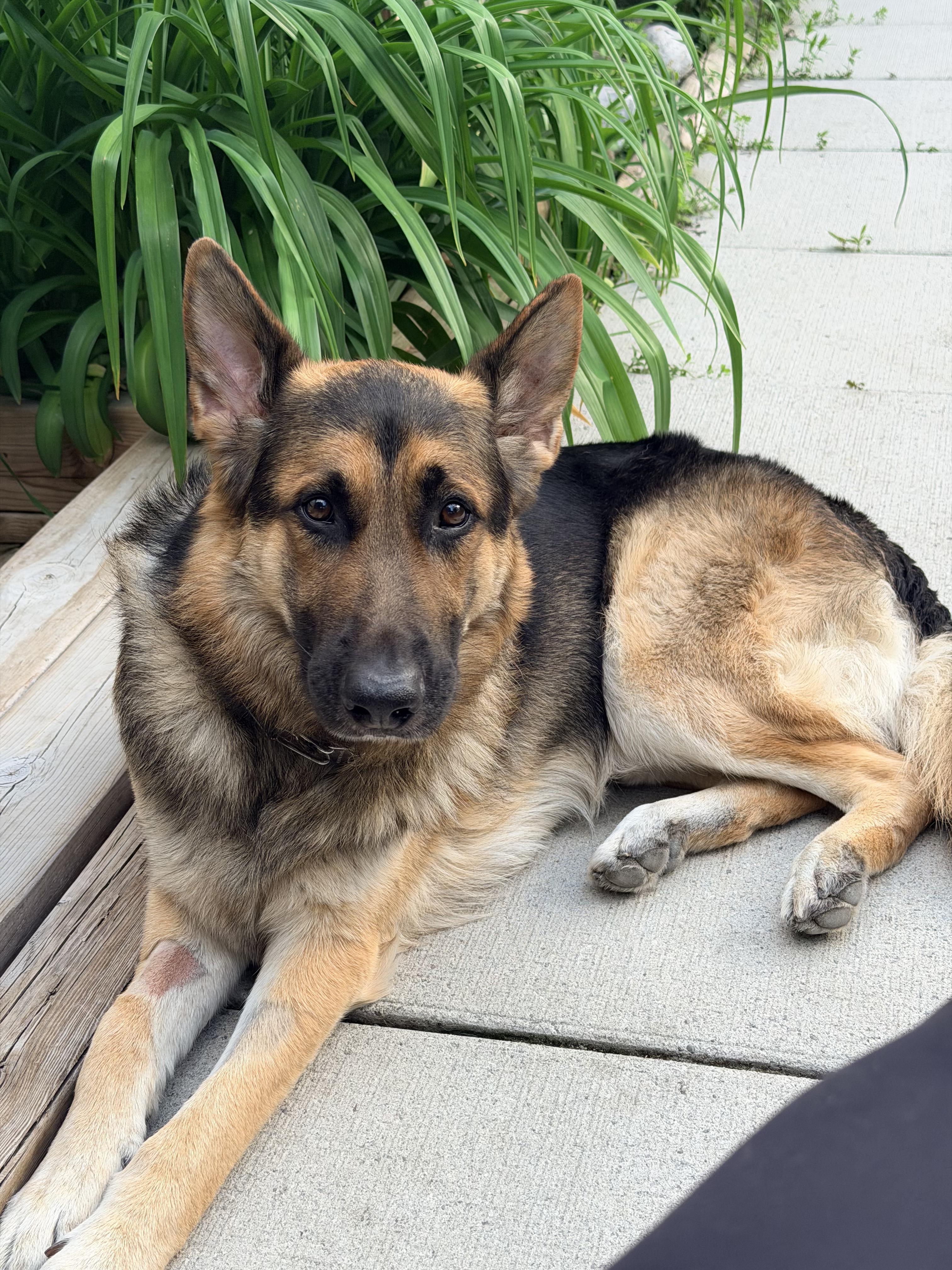 Max - Adoption Pending, a ADOPTABLE German Shepherd Dog in Etobicoke, ON image 1/4