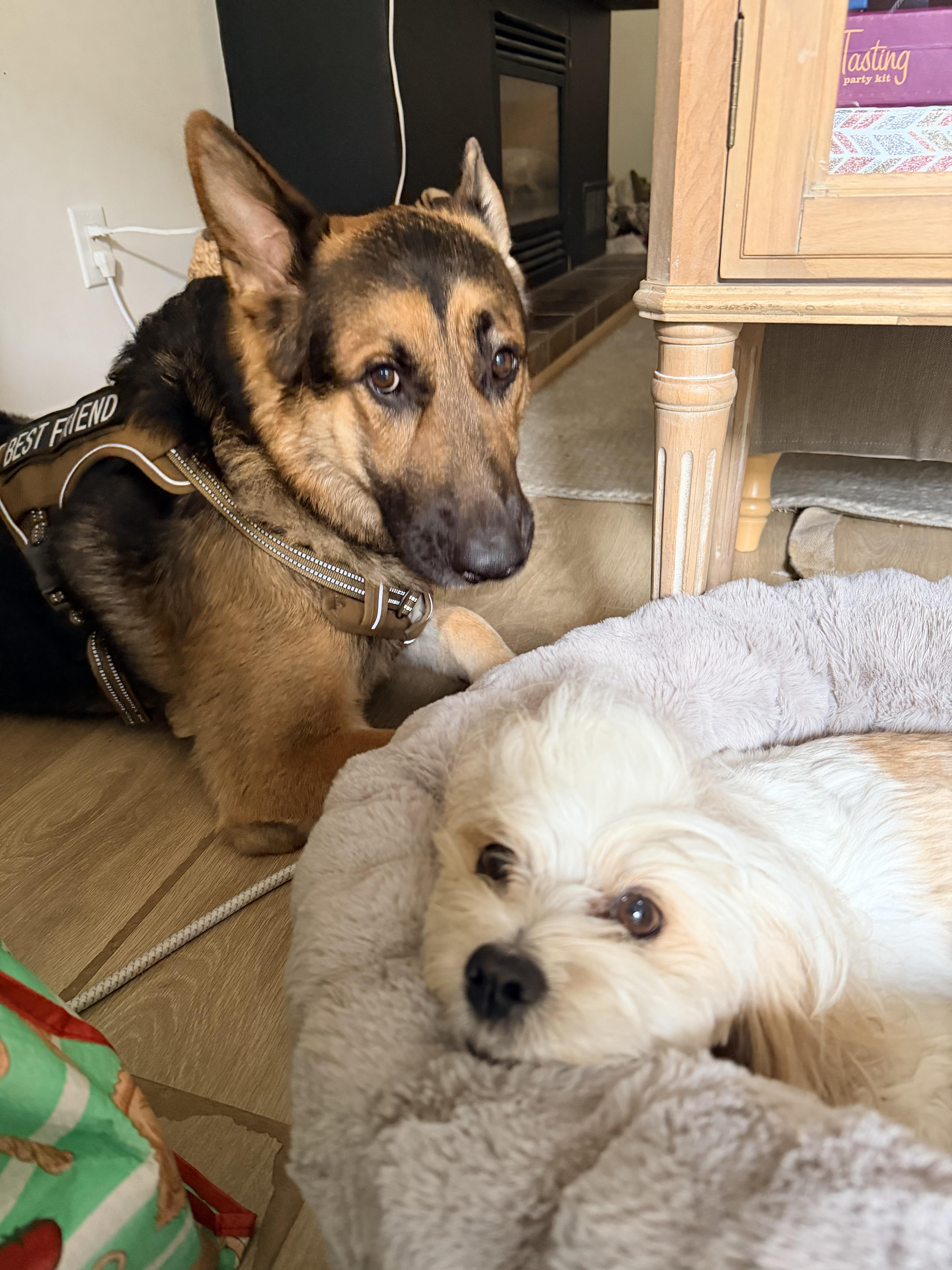 Max - Adoption Pending, a ADOPTABLE German Shepherd Dog in Etobicoke, ON image 2/4