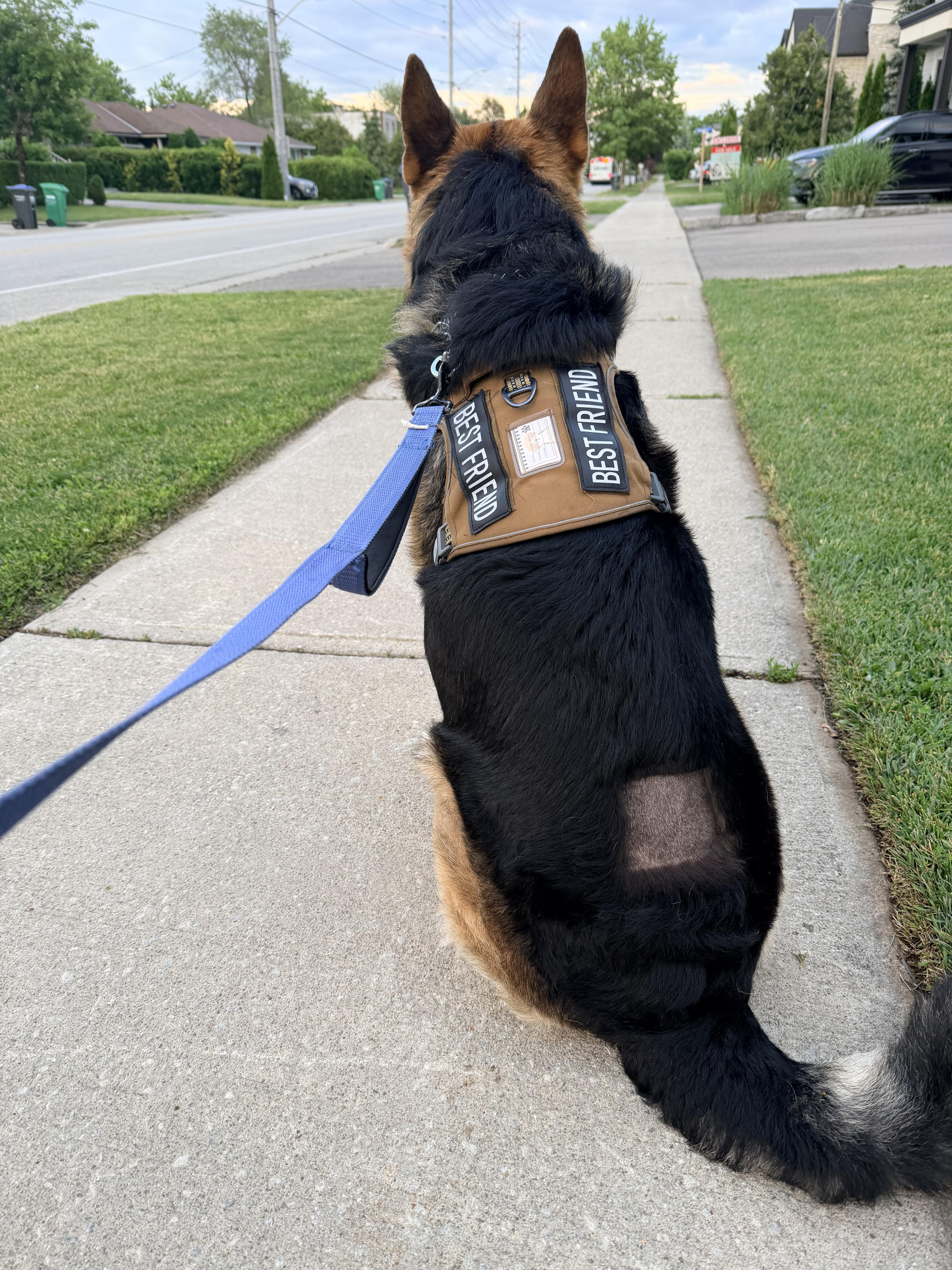 Max - Adoption Pending, a ADOPTABLE German Shepherd Dog in Etobicoke, ON image 3/4