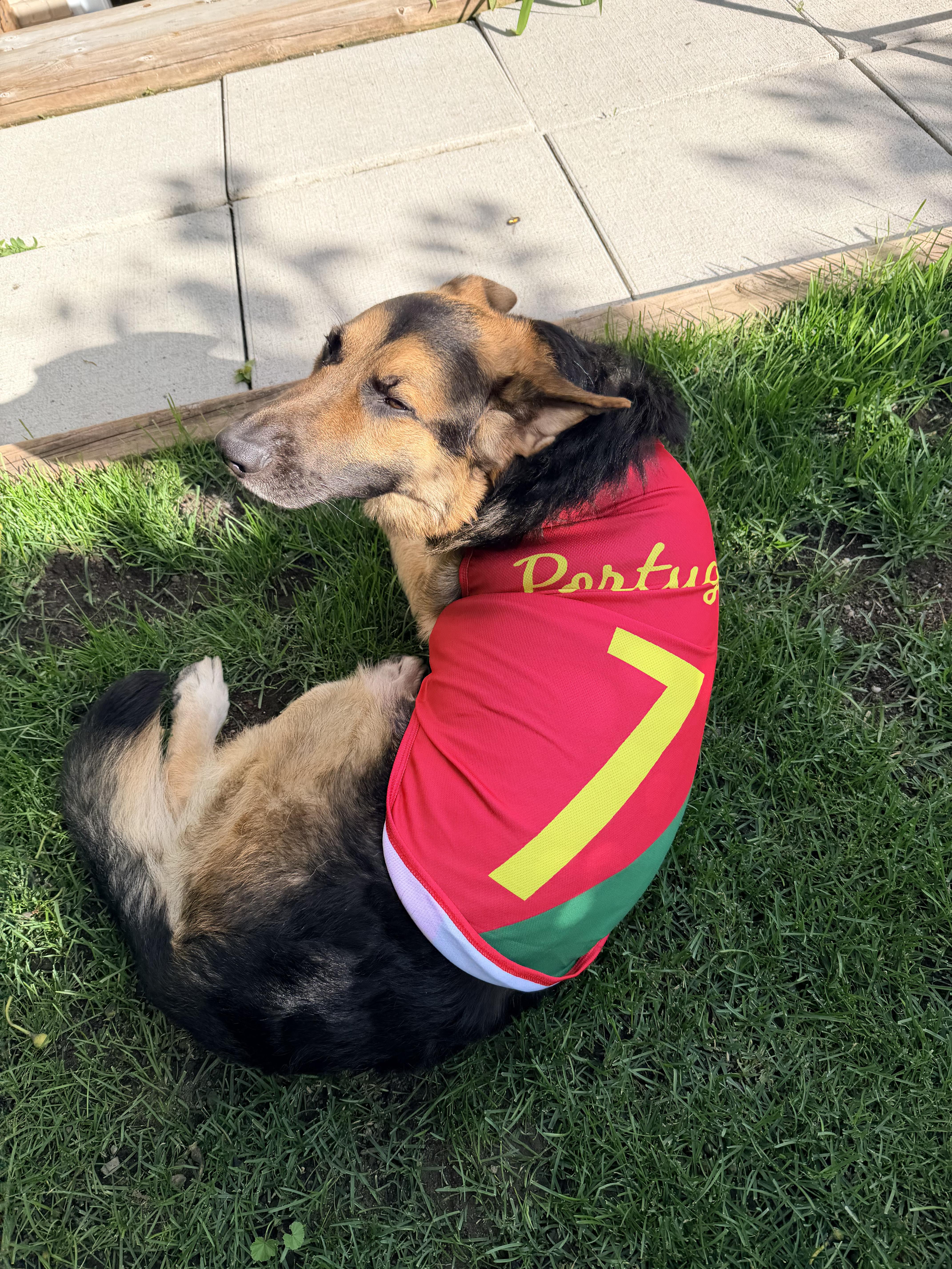 Max - Adoption Pending, a ADOPTABLE German Shepherd Dog in Etobicoke, ON image 4/4