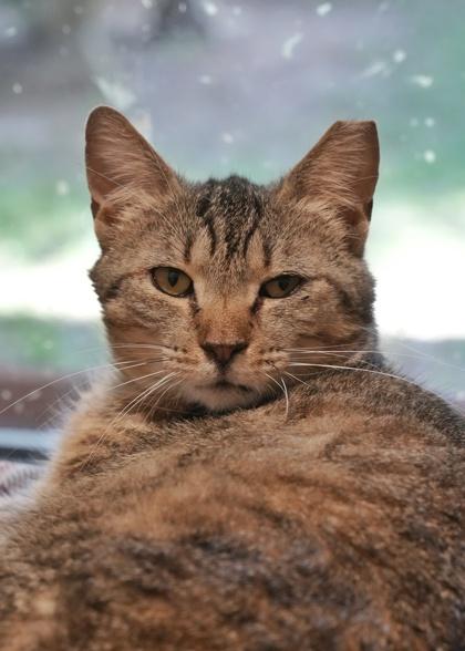 Betsy Jo 52123, a Adoptable mixed breed in Aiken, SC image 2/2