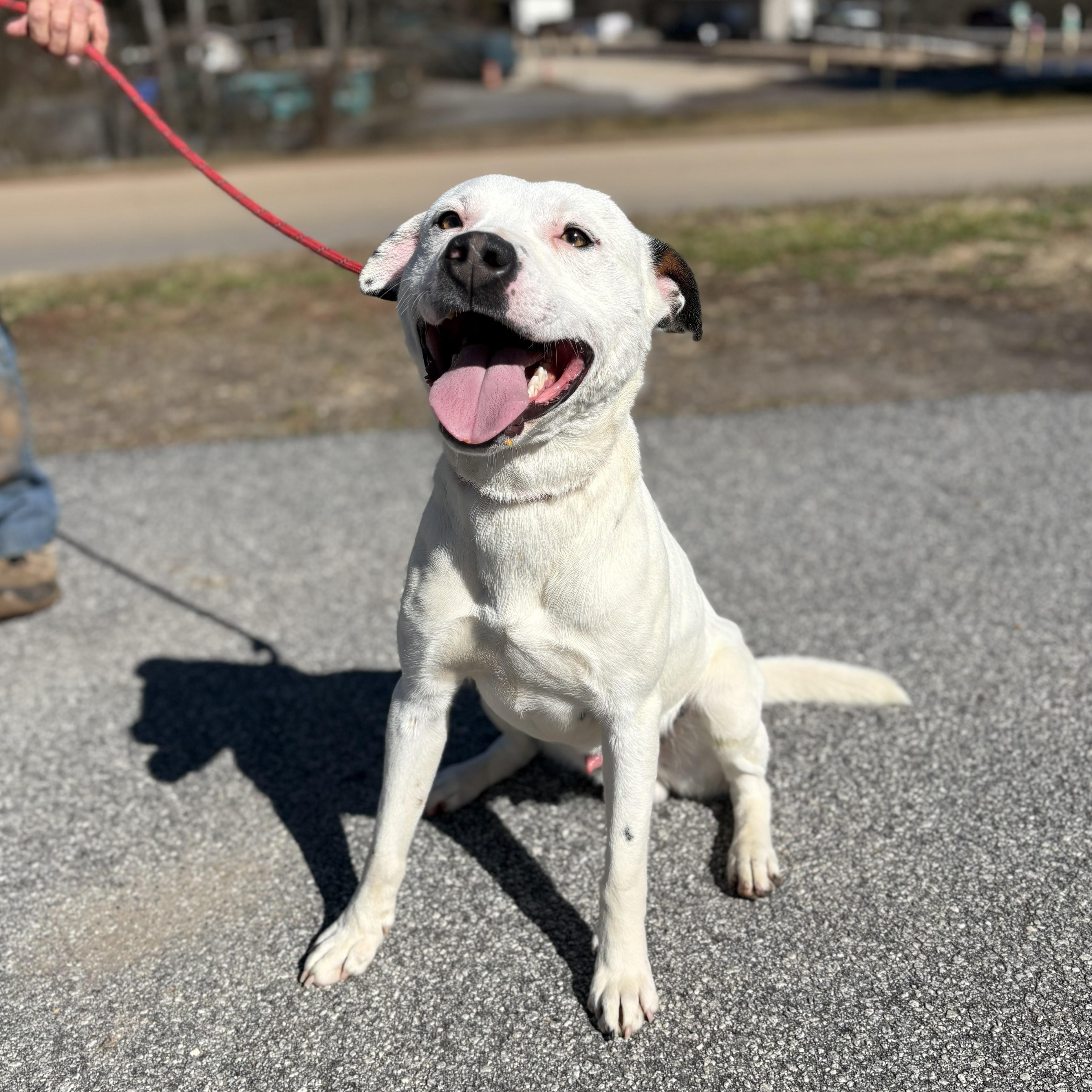 Shark, ADOPTABLE, Adult Male American Staffordshire Terrier.