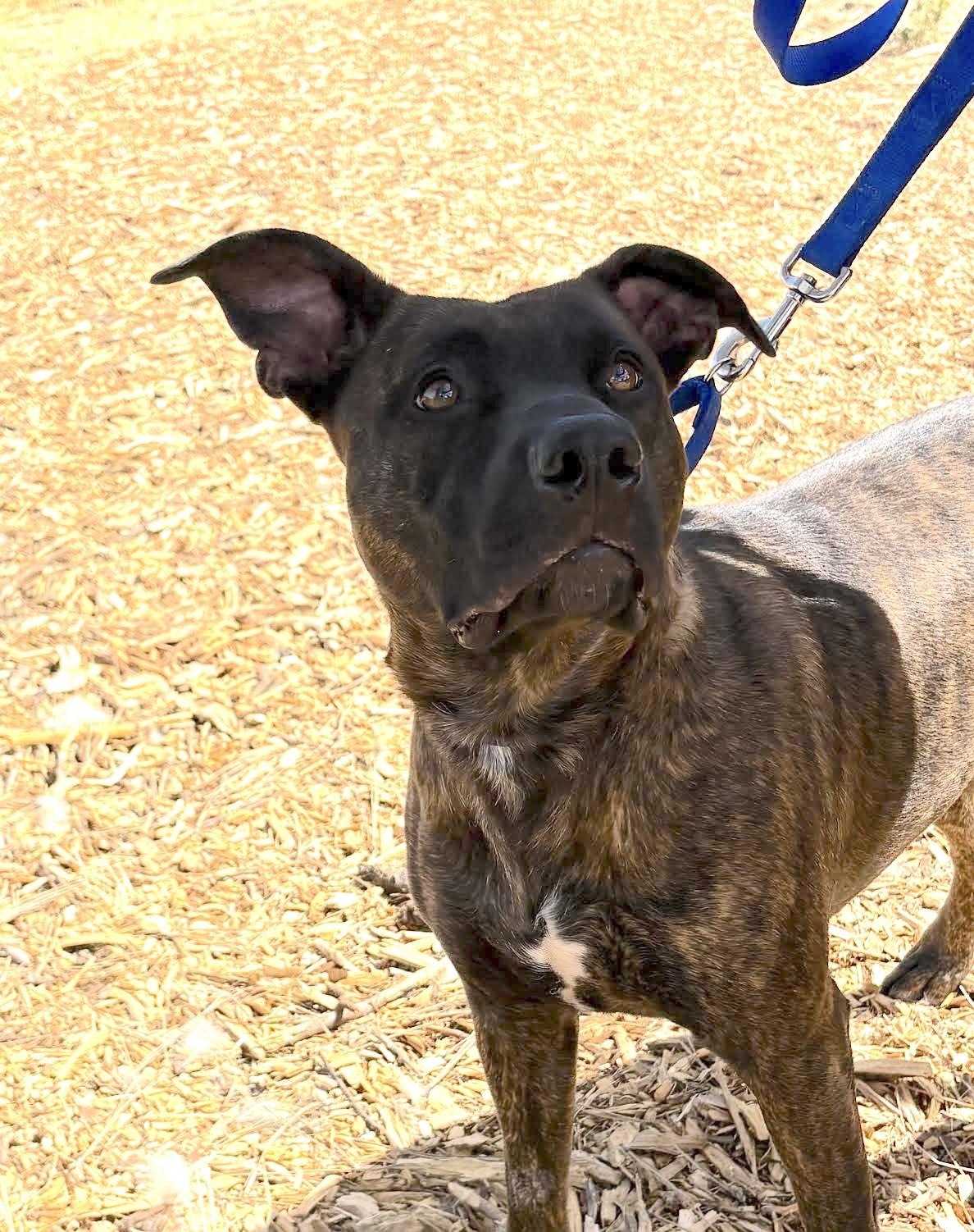 Franchesca, a Adoptable mixed breed in Grass Valley, CA image 4/6