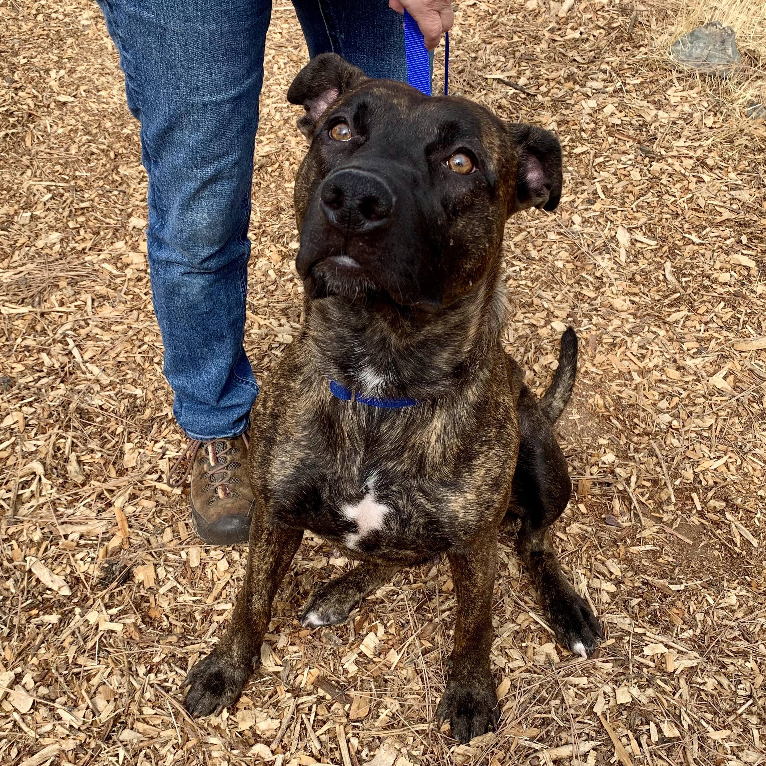 Franchesca, a Adoptable mixed breed in Grass Valley, CA image 3/6