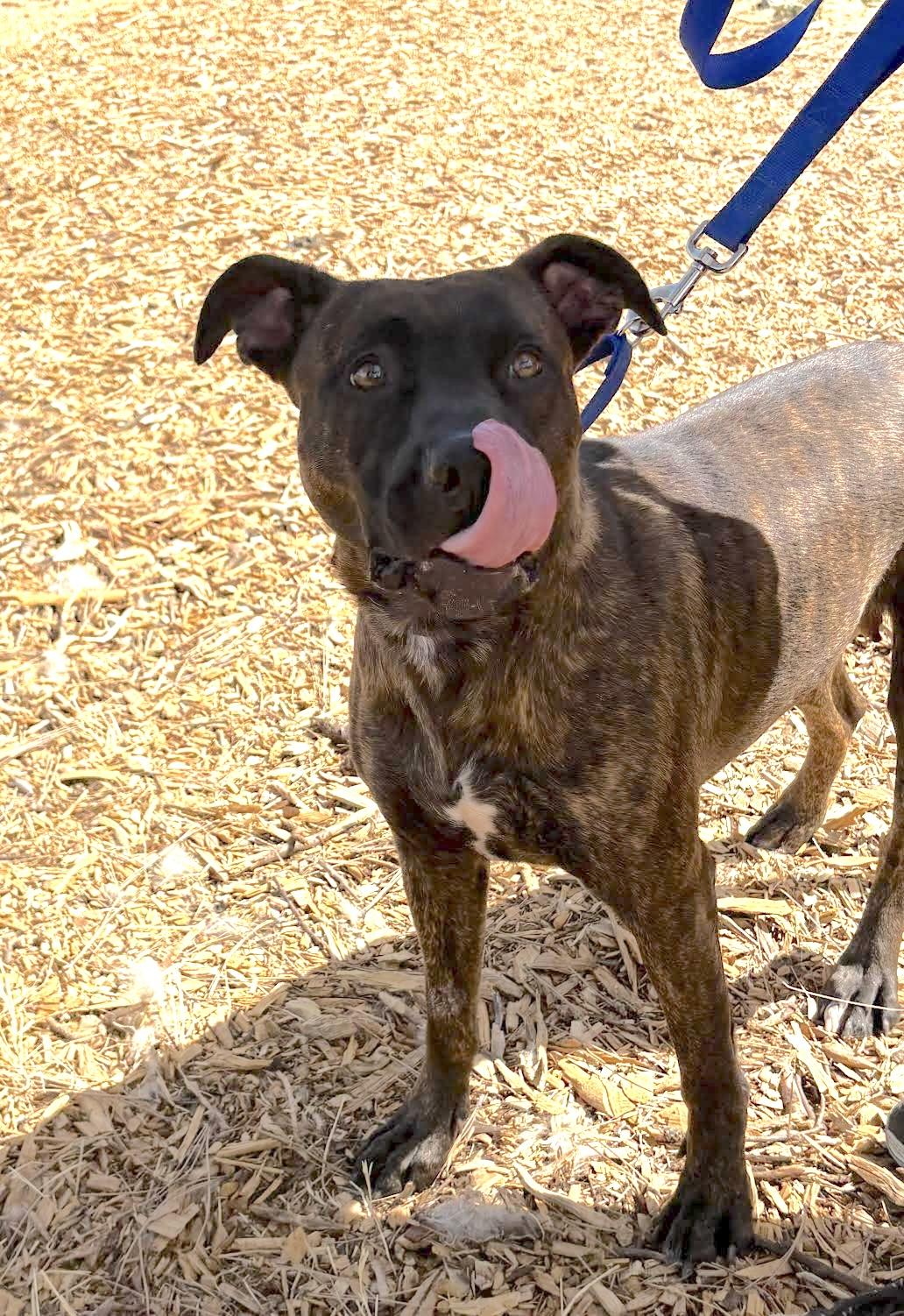 Franchesca, a Adoptable mixed breed in Grass Valley, CA image 5/6