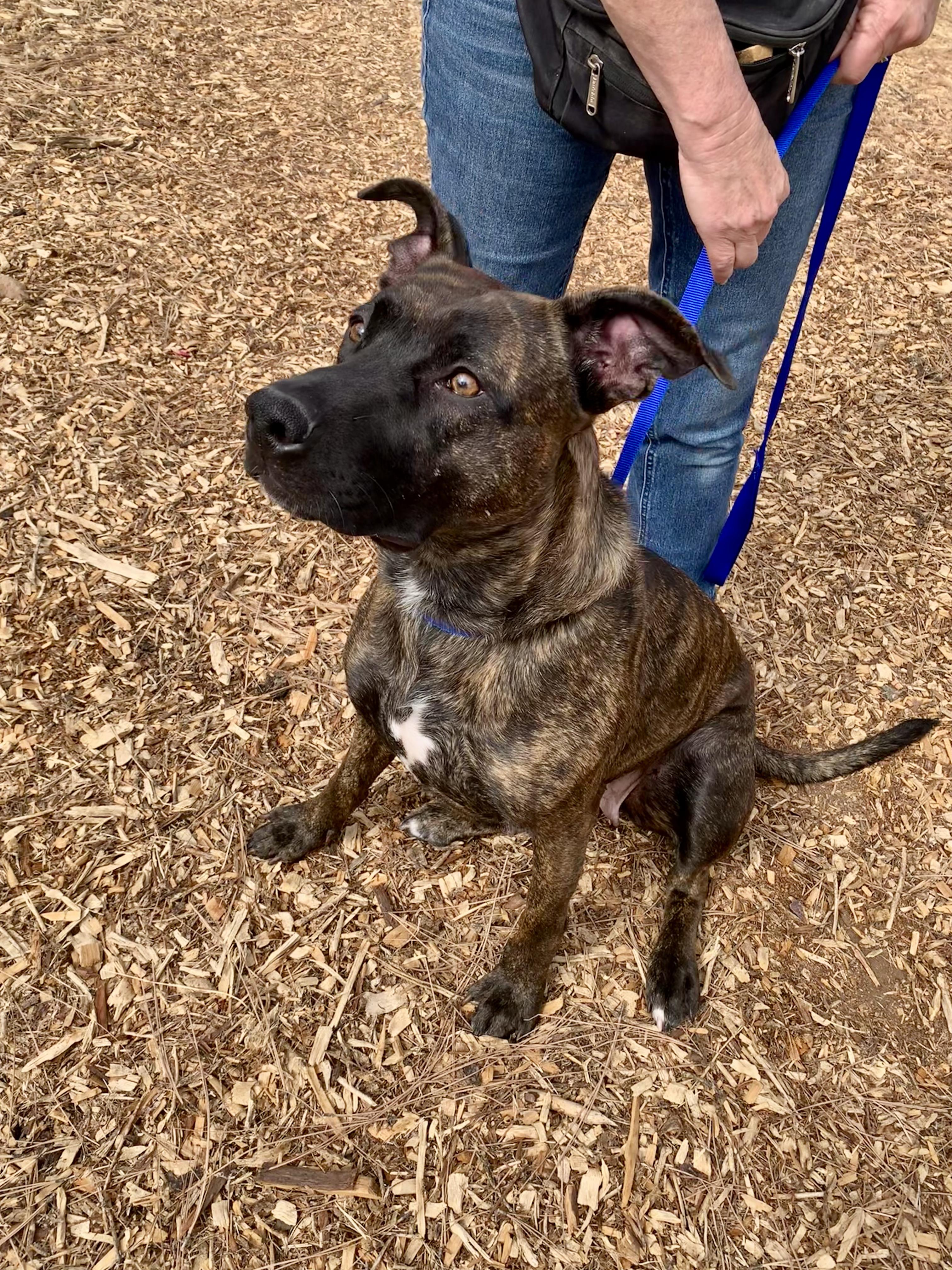 Franchesca, Adoptable, Adult Female Shepherd & Pit Bull Terrier.