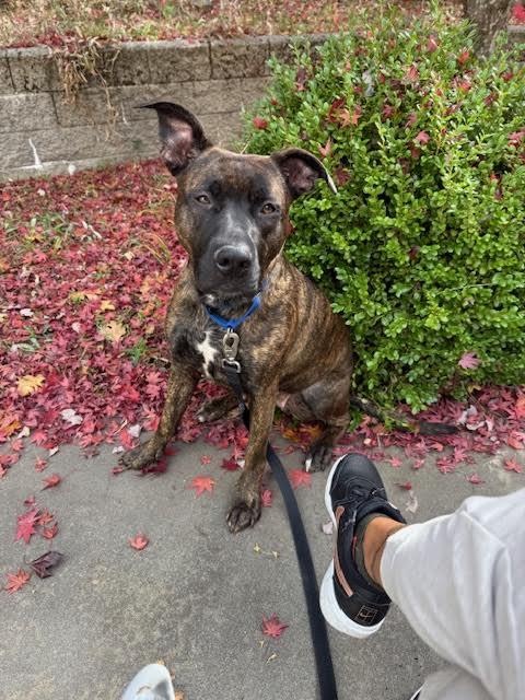 Franchesca, a Adoptable mixed breed in Grass Valley, CA image 2/6