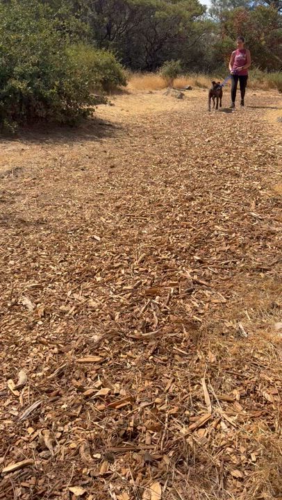 Enlarge Franchesca, a Adoptable mixed breed in Grass Valley, CA video 6/6