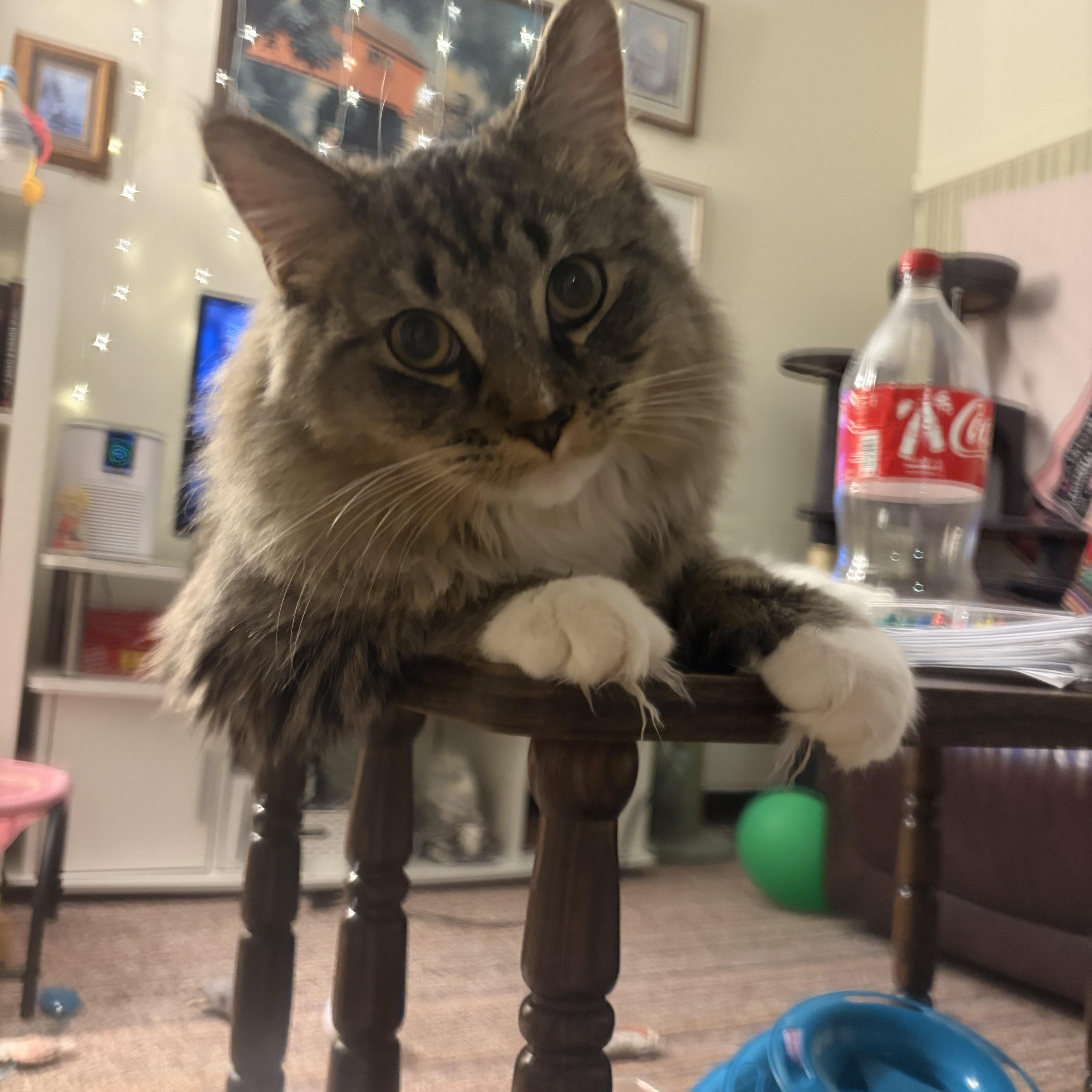 Enlarge Teddy, an adopted Domestic Medium Hair in Avon, NY image 1/2