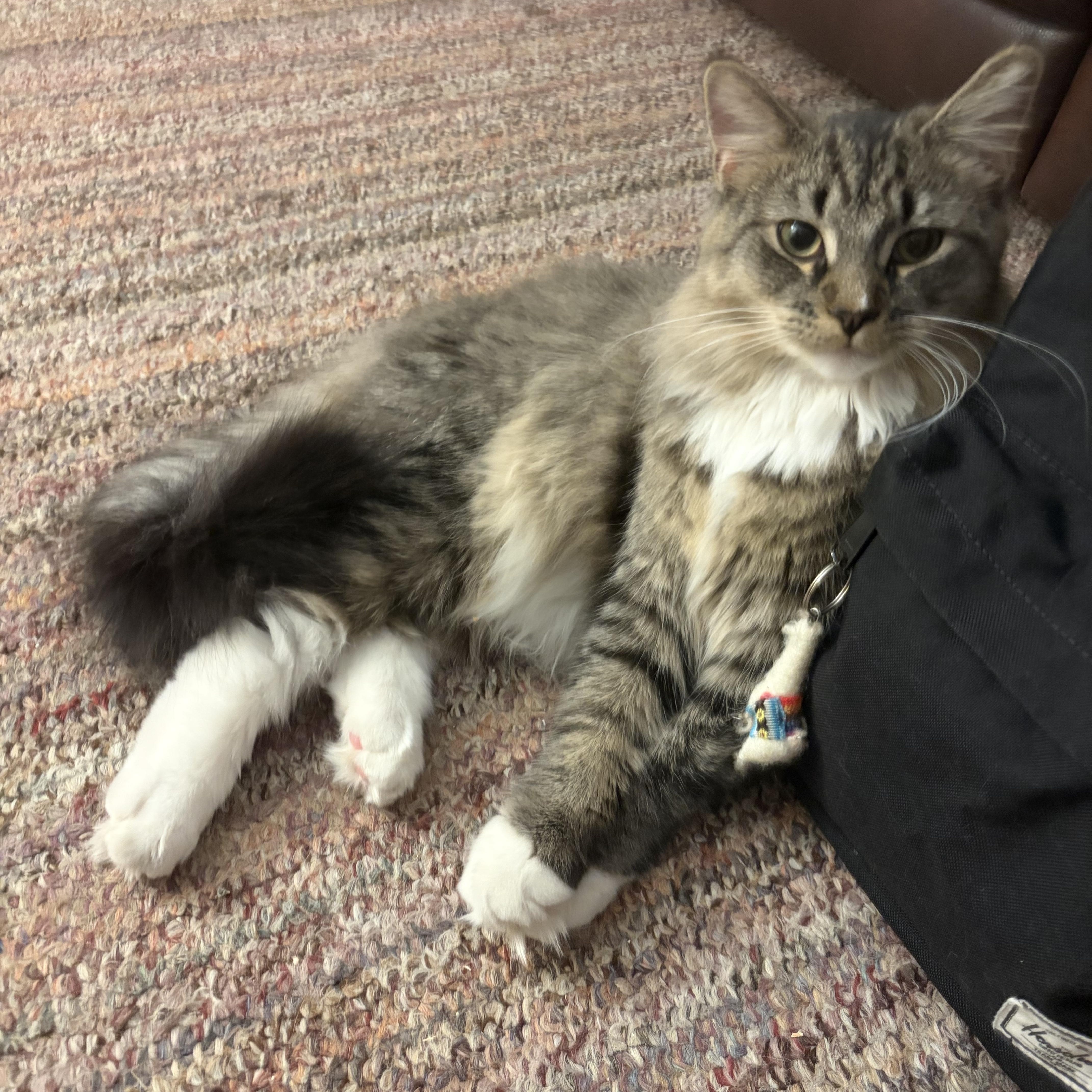 Enlarge Teddy, an adopted Domestic Medium Hair in Avon, NY image 2/2