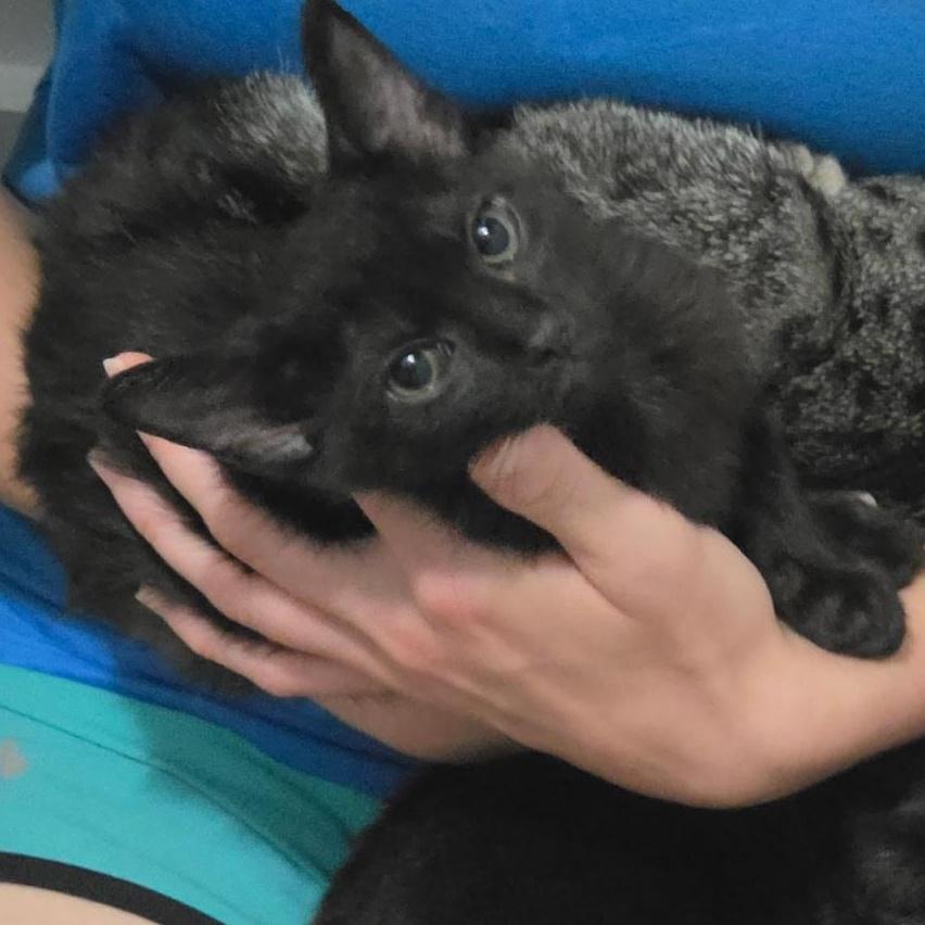 Enlarge Little Bat (Flacita), a ADOPTABLE Domestic Short Hair in Wilmington, NC image 6/6