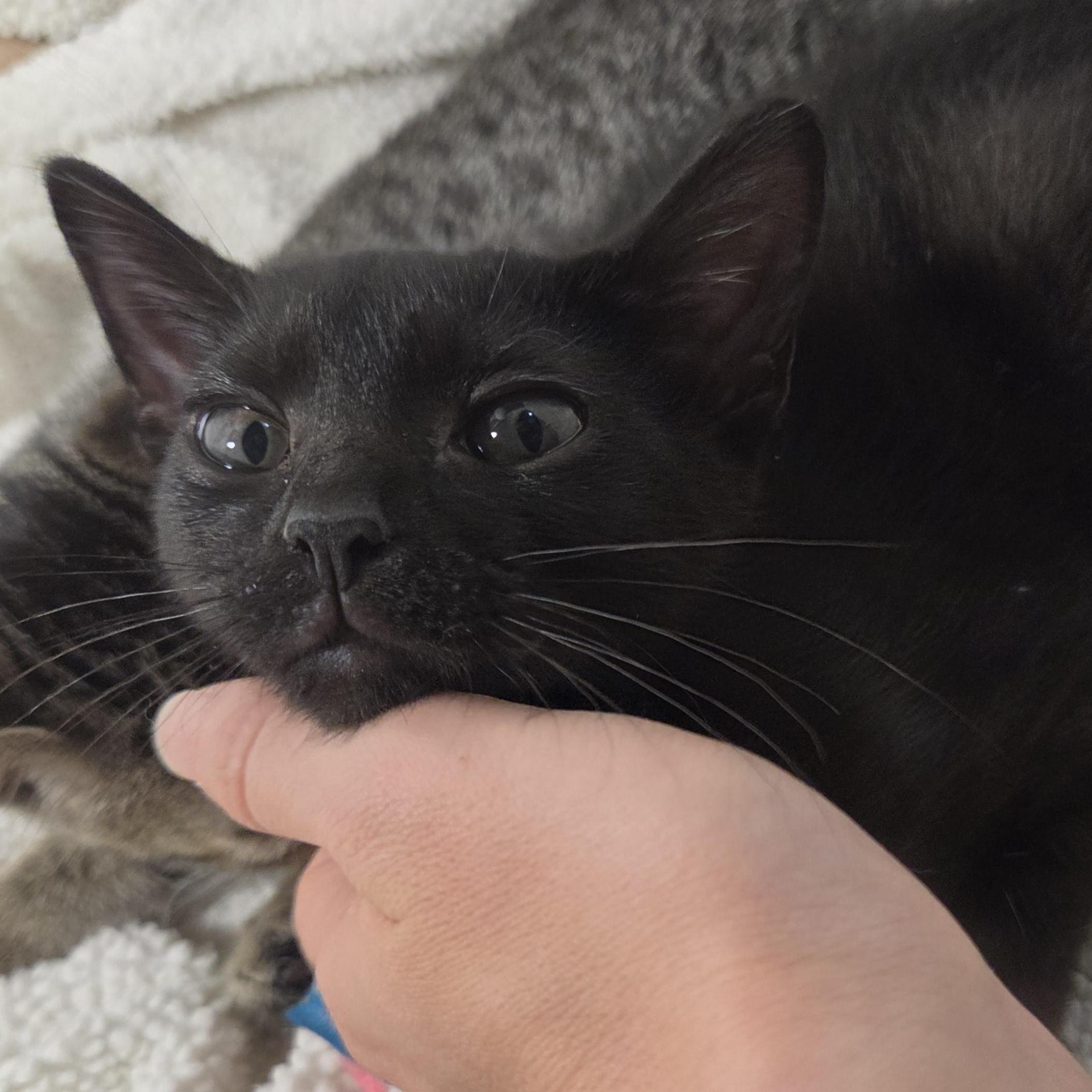 Enlarge Little Bat (Flacita), a ADOPTABLE Domestic Short Hair in Wilmington, NC image 3/6