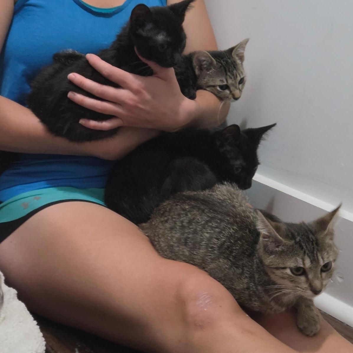 Enlarge Little Bat (Flacita), a ADOPTABLE Domestic Short Hair in Wilmington, NC image 4/6