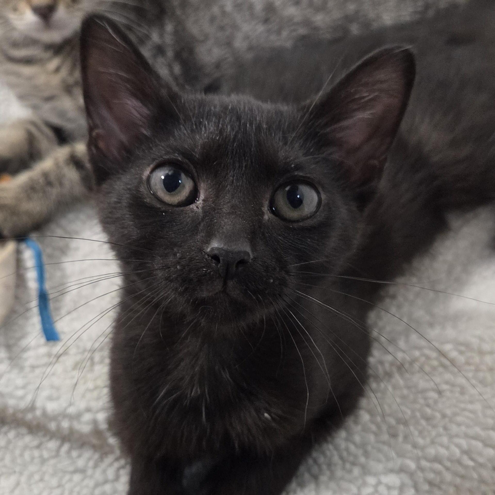 Little Bat (Flacita), ADOPTABLE, Kitten Female Domestic Short Hair.