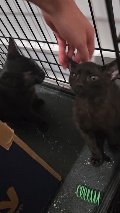 Enlarge Little Bat (Flacita), a ADOPTABLE Domestic Short Hair in Wilmington, NC video 2/6
