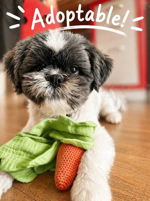 Enlarge Mr. Tenzi, a ADOPTABLE Shih Tzu in Pittsburg, CA image 1/5