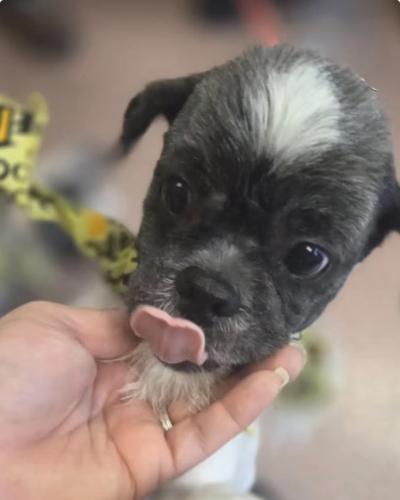 Mr. Tenzi, a ADOPTABLE Shih Tzu in Pittsburg, CA image 3/3