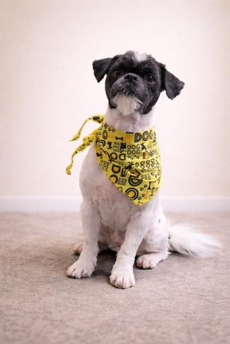 Mr. Tenzi, a ADOPTABLE Shih Tzu in Pittsburg, CA image 2/3