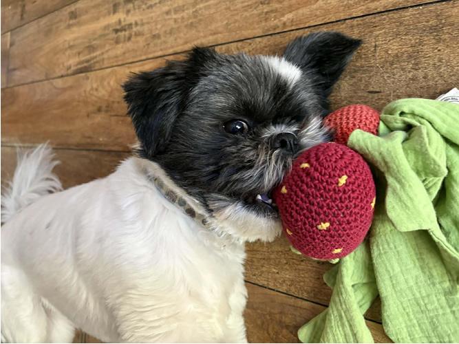 Enlarge Mr. Tenzi, a ADOPTABLE Shih Tzu in Pittsburg, CA image 5/5