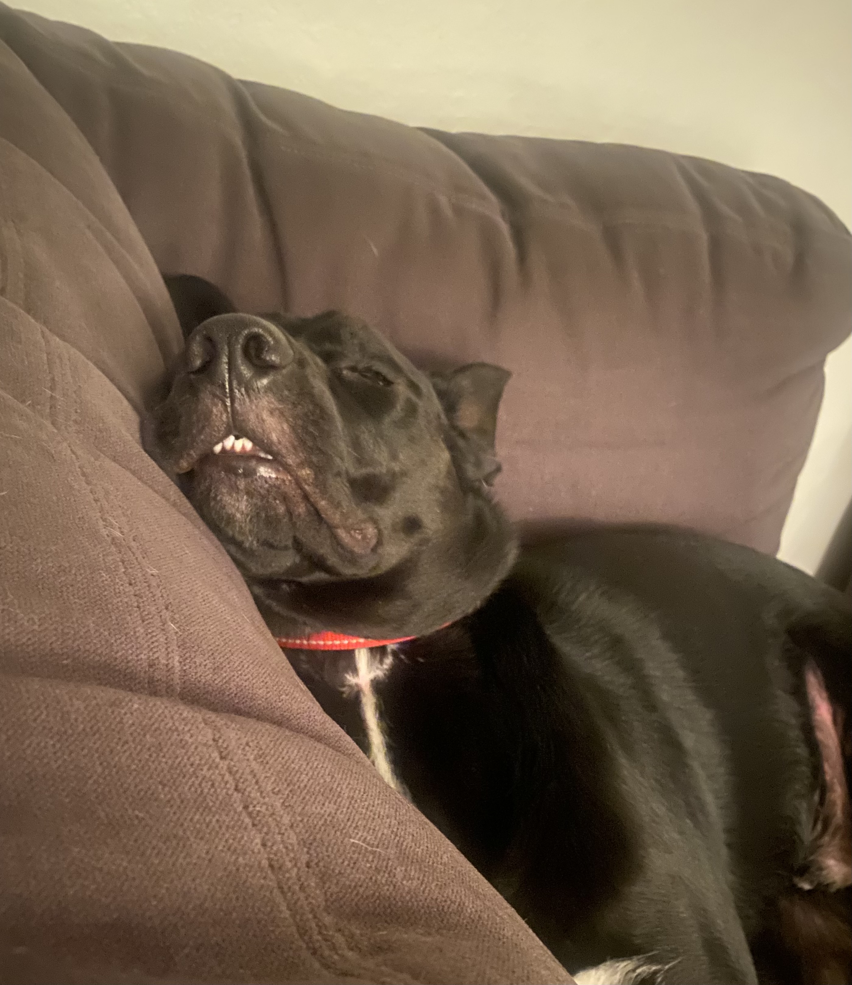 Lando, Adopted, Adult Male Black Labrador Retriever & Australian Kelpie.