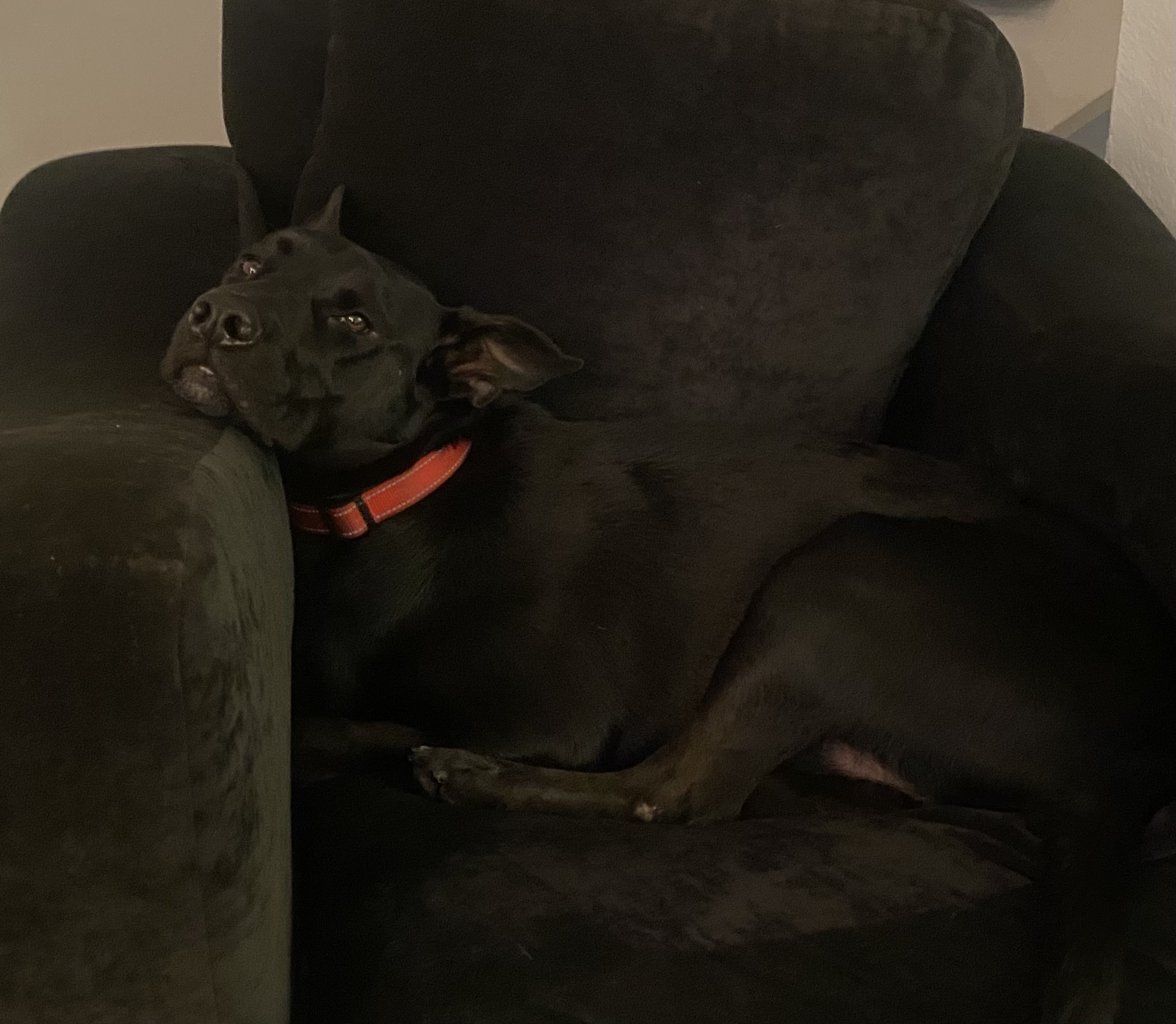 Lando, a Adopted mixed breed image 5/6