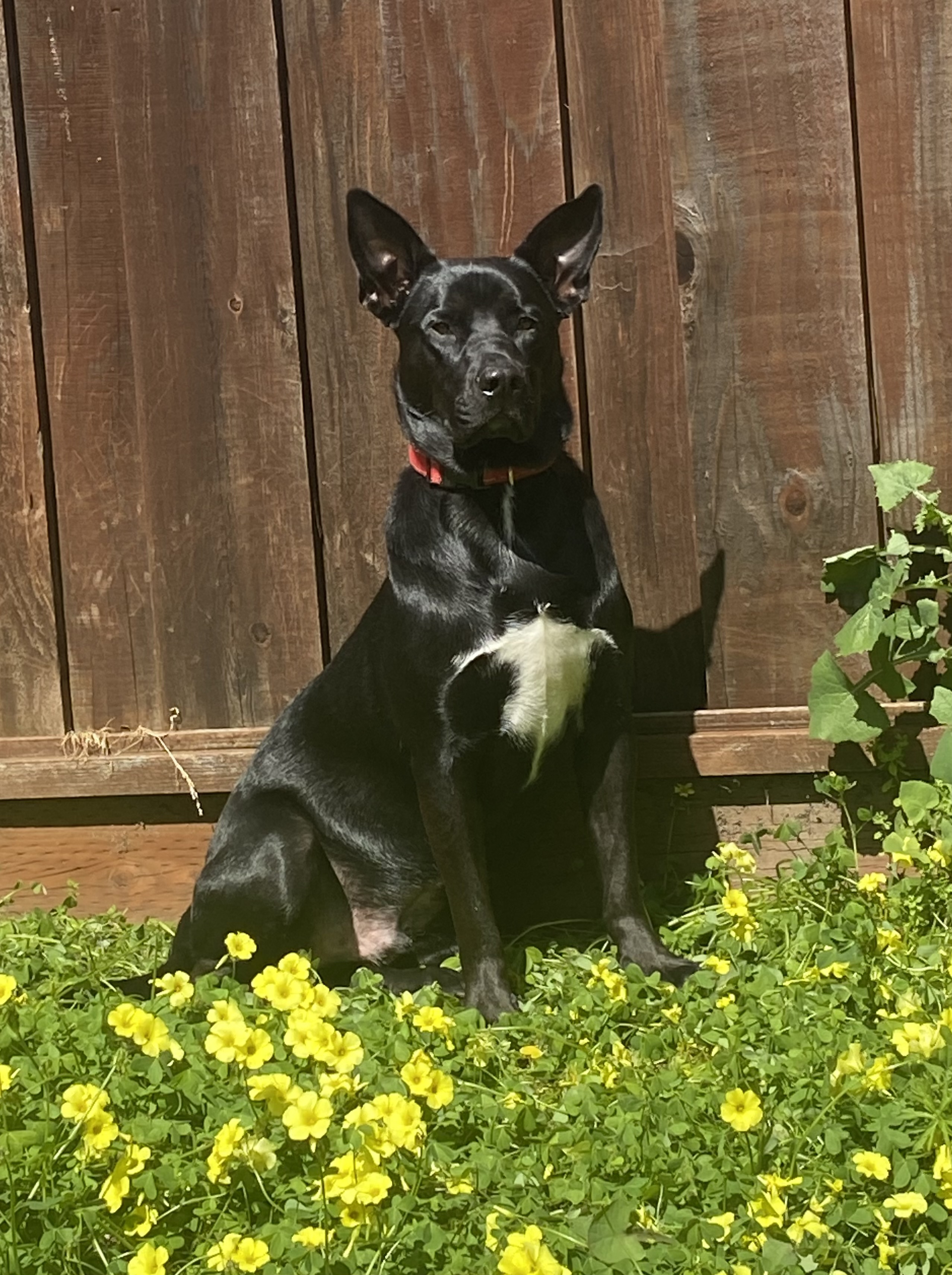 Lando, a Adopted mixed breed image 4/6