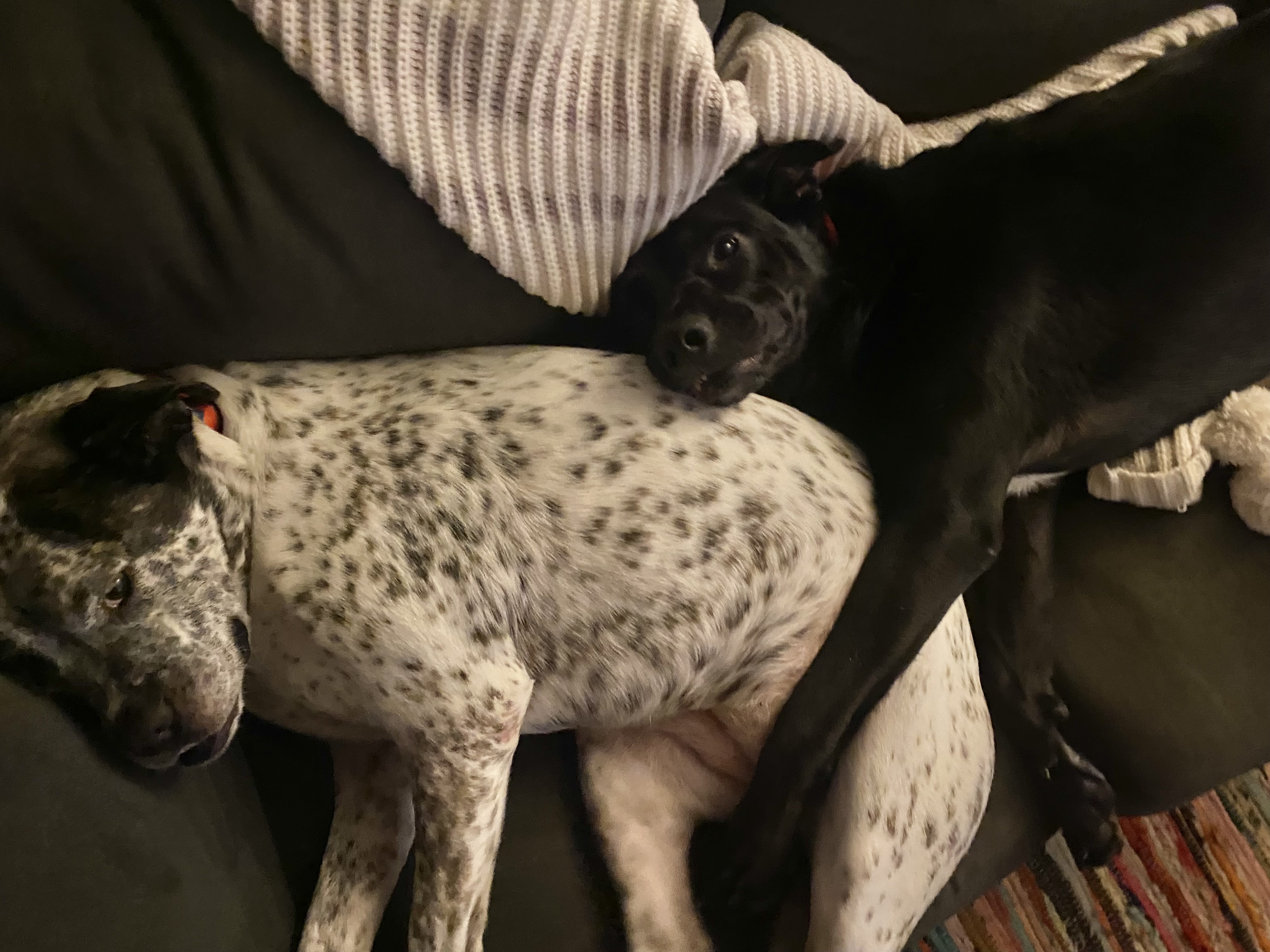 Lando, a Adopted mixed breed image 3/6