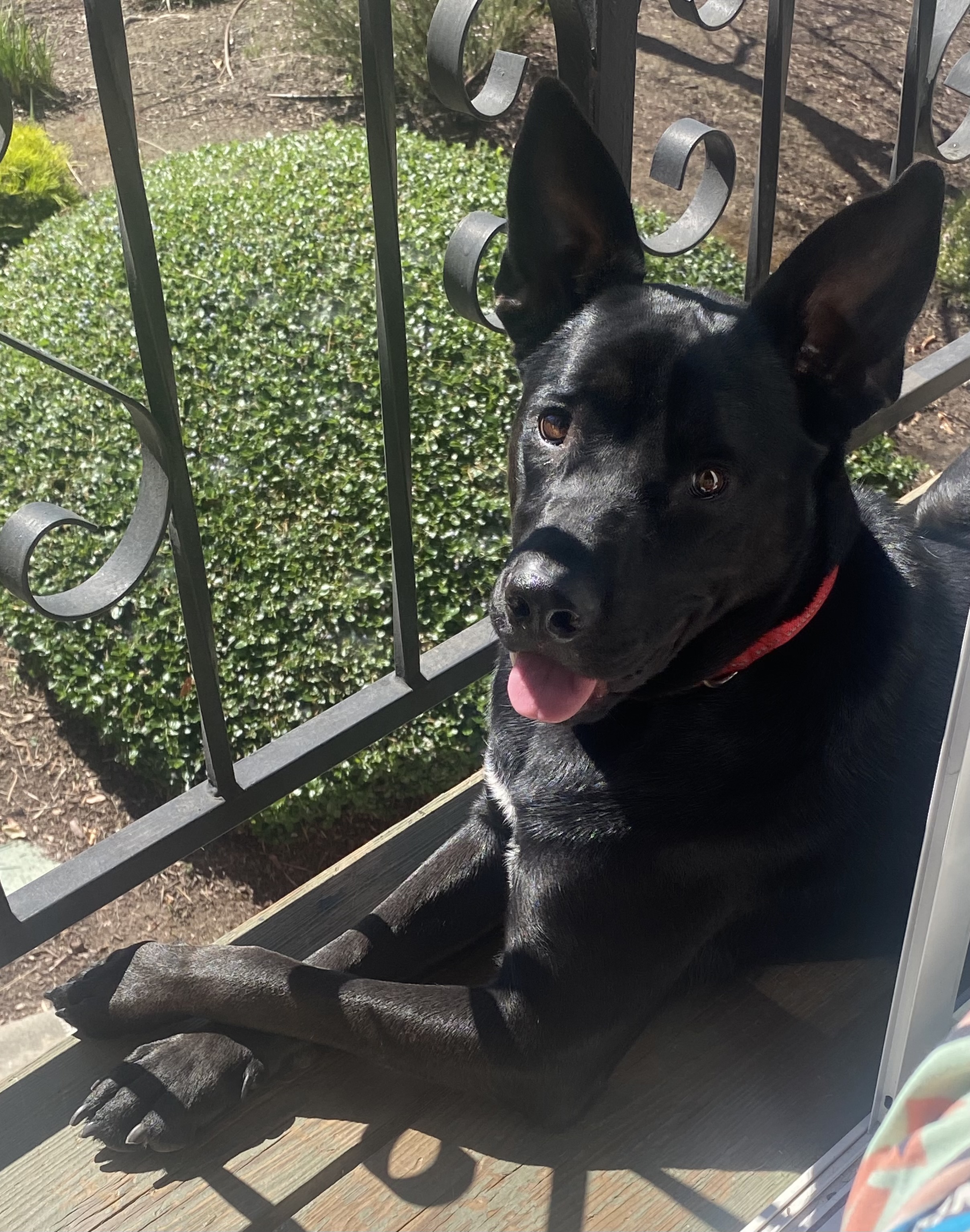 Lando, a Adopted mixed breed image 6/6