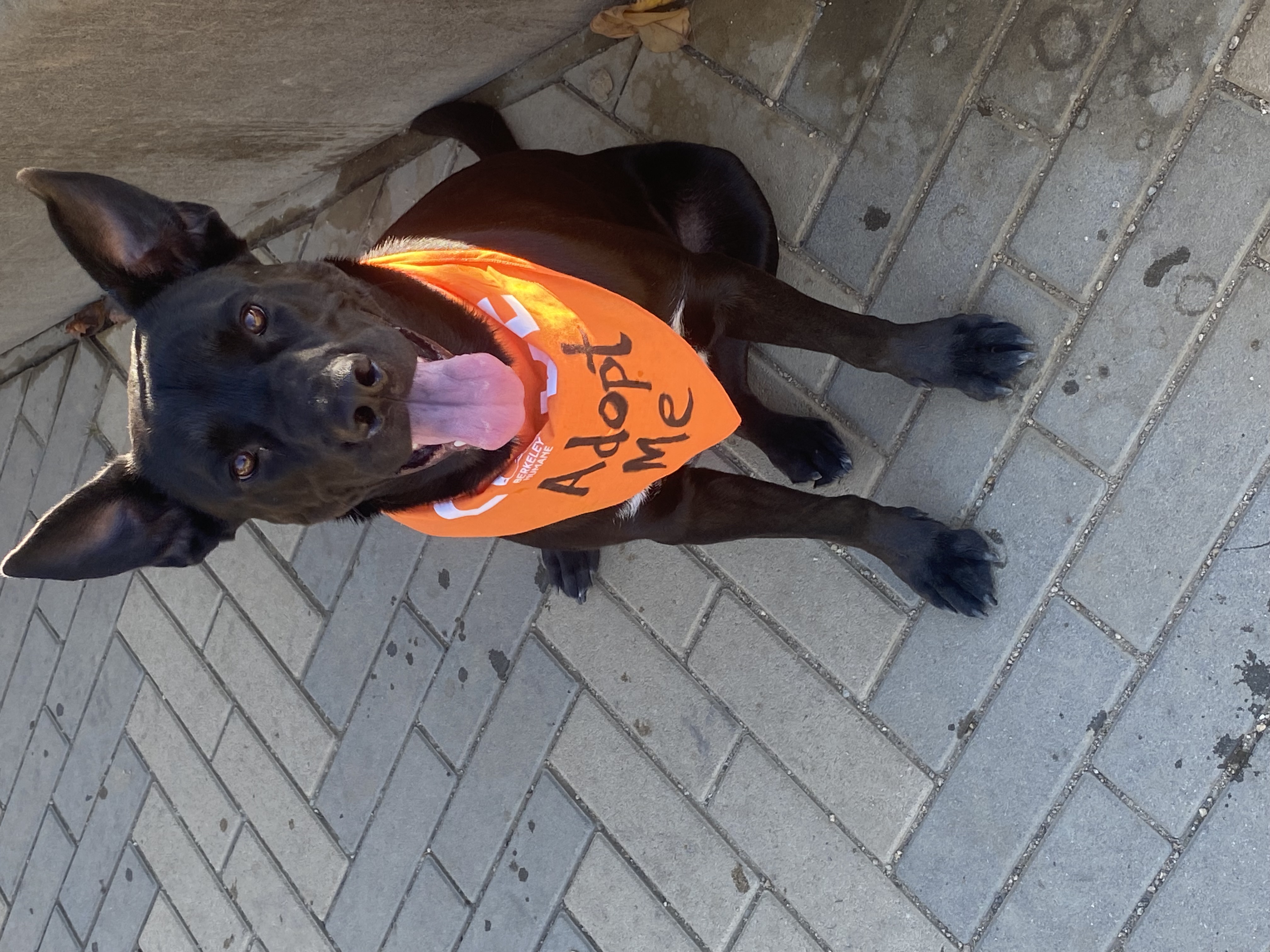 Lando, a Adopted mixed breed image 1/6