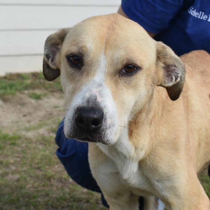 Mandy, adoptable, Adult Female Labrador Retriever.