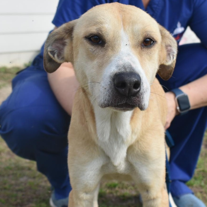 Enlarge Mandy, an adoptable mixed breed in Valdosta, GA image 2/2