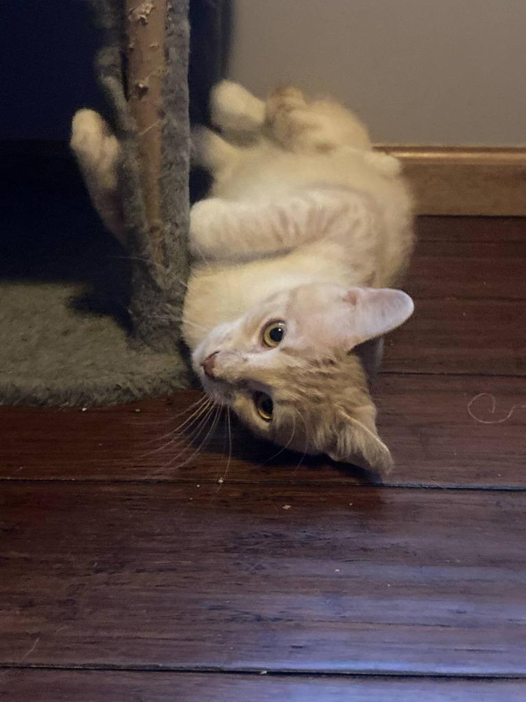 Tony, Adoptable, Young Male Domestic Short Hair.