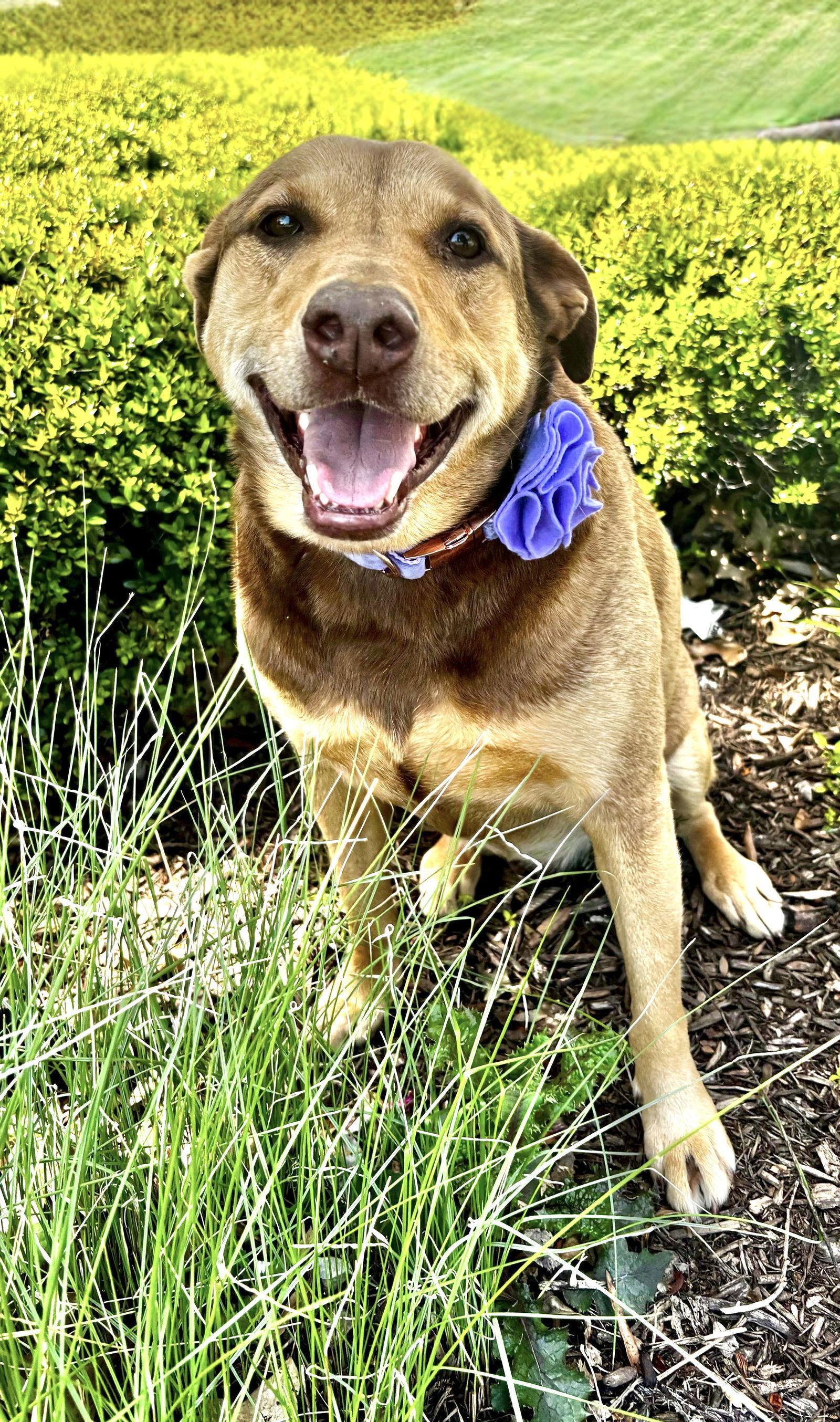 DAISY, Adoptable, Adult Female Shepherd & Hound.