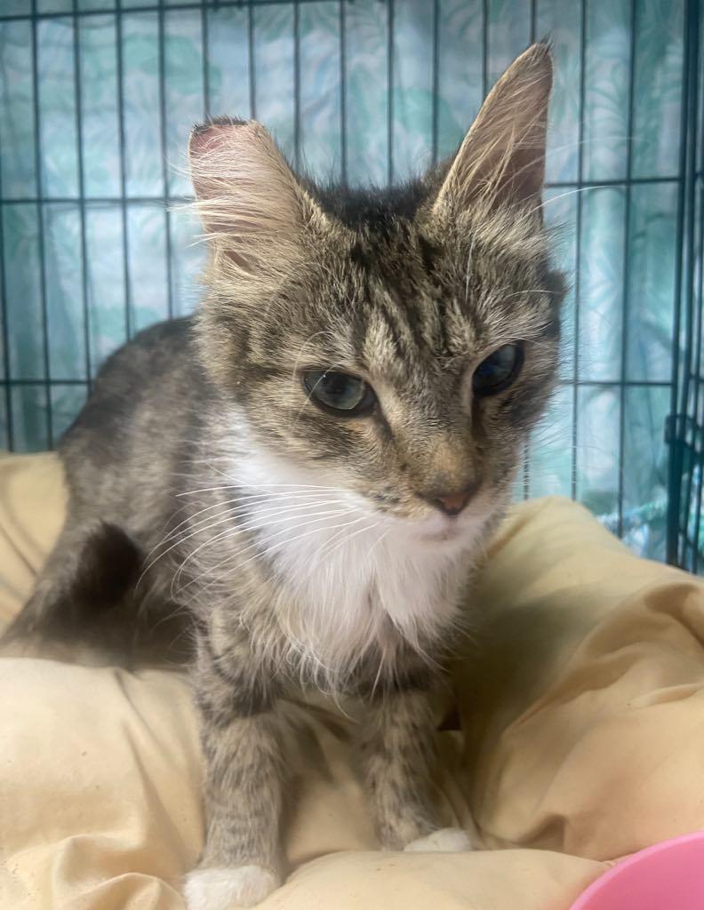 Castle, a Adopted Domestic Medium Hair in Cortland, OH image 1/2