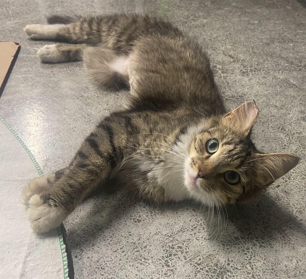 Castle, a Adopted Domestic Medium Hair in Cortland, OH image 2/2