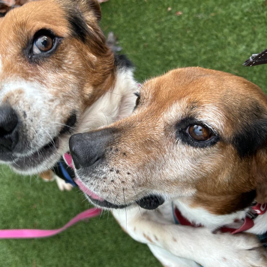 Jerrold, Adoptable, Senior Male Beagle & Mixed Breed.